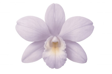 Obraz premium Light purple orchid blossom revealing soft petals, detailed textures against transparent background, highlighting floral elegance