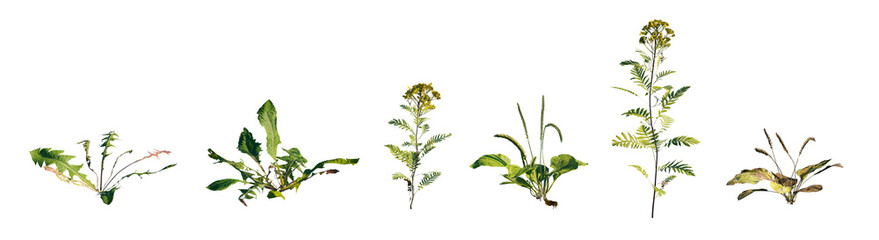 PNG Herb plants: Plantain, Tansy & Dandelion Botanical Collection isolated png on transparent background premium nature cutout © Roman