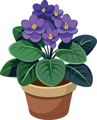 African violet in pot