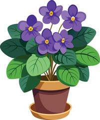 African violet in pot