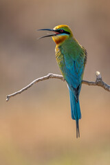 Blue-tailed Bee-eater - Merops philippinus, beautiful colored bee-eater from Asian forests and woodlands, Son Tra, Vietnam.