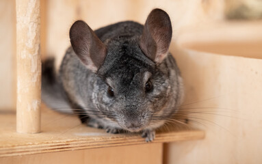 Chinchilla is sitting on the wooden flooring of the cage Chinchilla - domestic pet