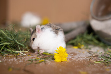 hamster in his cage hamster in his cage
