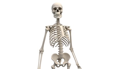 a male upper body skeleton, full detail on skull, rib cage, clavicle, spine, and arms