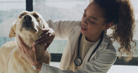 Woman, veterinary and dog with checkup for medical assessment, adoption or care in animal shelter. Female person, vet or volunteer with pet for health service, NGO or charity agency at indoor clinic