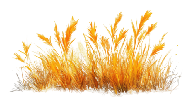 Yellow grass dry meadow plant natural texture outdoor vegetation isolated on white background