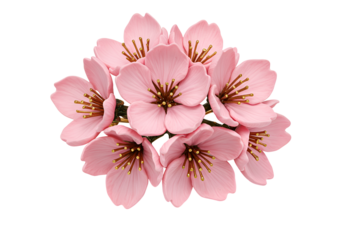 Delicate pink cherry blossom flowers arranged in a circular bouquet on black background
