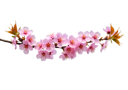 Delicate cherry blossom branch with pink flowers and autumn leaves against a black background