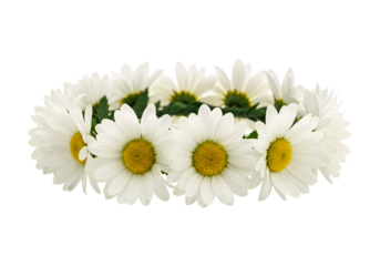 Delicate white daisy flower crown with yellow centers isolated on black background