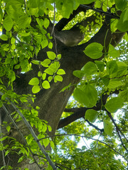 力強い幹と輝くフレッシュな若葉のコントラスト