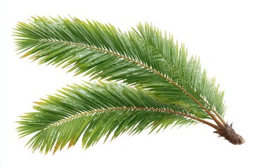 Obraz premium Two vibrant green palm fronds, slightly curved, isolated on white