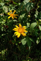 Bright yellow Mexican sunflower (Tithonia diversifolia) in full bloom, surrounded by green foliage...