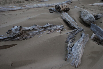 driftwood on beach