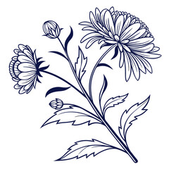 black and white aster pink mexican