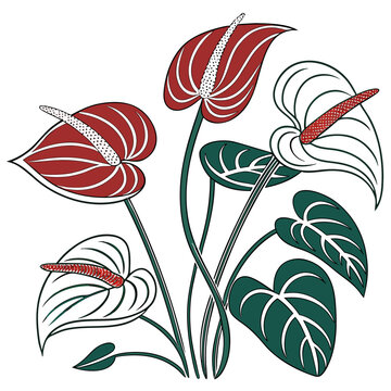 anthuriums hawaii on white background 