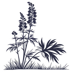 black and white aconitum heterophyllum vector