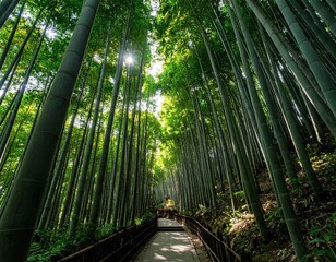 Wonderful Korean bamboo forest with sunshine - In Korean culture bamboo is the symbol of righteous living and noble virtue , AI Generated image