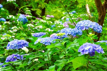 Blue Hydrangeas