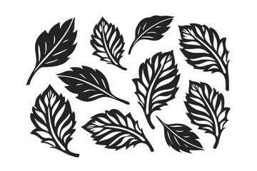 Fototapeta premium Botanical Black Leaves and Branches on White Background