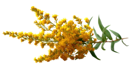 Goldenrod Blossom: A close-up shot of vibrant, golden yellow goldenrod blossoms, showcasing intricate detail, fresh green leaves. 