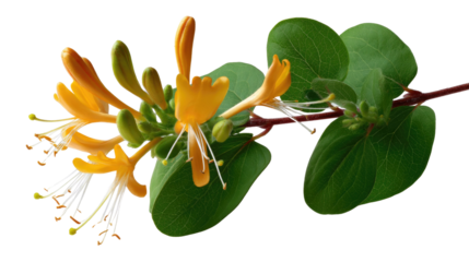 Golden Honeysuckle in Bloom: Close-up of a delicate honeysuckle flower with its vibrant yellow petals, intricate stamens, and lush green leaves. Evoking feelings of beauty and natural freshness.