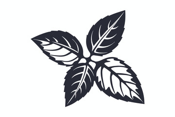 Basil Leaf Illustration, Culinary Herb on White Background