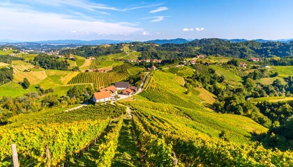 Obraz premium Rolling Vineyards of Slovenia: Lush Green Hills and Distant Mountains under a Bright Blue Sky
