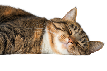 A sleeping tabby cat, peaceful and relaxed, on a white isolated background.