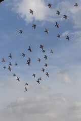 A flock of pigeons circling the sky above the Meridian Gate of the Forbidden City