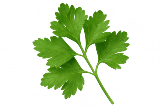 Verdant parsley sprig floating against transparent backdrop, highlighting natural herb's crisp texture and bright green color for culinary visual enhancements