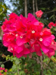 Obraz premium Close-up vibrant red bougainvillea flowers in full bloom with delicate white centers, set against a blurred green natural background.