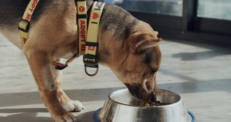 Adoption center, bowl and dog with food for foster care, health and growth in rescue kennel. Animal...