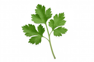 Fresh green parsley sprig against transparent backdrop, highlighting herb's crisp texture and culinary versatility