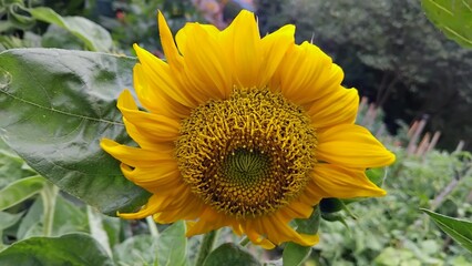 Obraz premium sunflower and bee