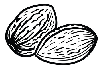Almonds Nuts Texture, Outlines, and Markings Isolated on a Clean White Background