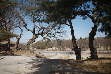 tree in the hill
