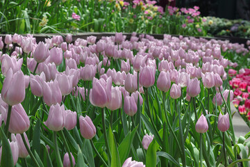 Beautiful of purple Tulips flowers blooming in the garden. Tulip flowers blooming