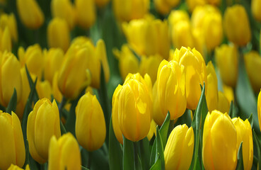 Beautiful of yellow Tulips flowers blooming in the garden. Tulip flowers blooming
