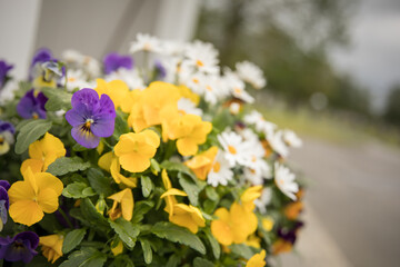 Flowers with vibrant colors together
