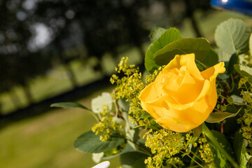 A bouquet of flowers with a yellow rose in front
