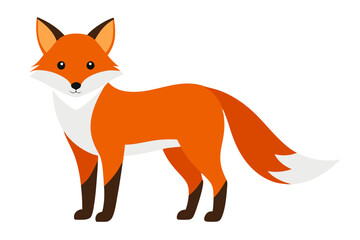 Fototapeta premium beautiful fox