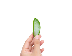 Hand holding a fresh slice of green aloe vera plant with translucent gel inside isolated on transparent background. PNG die-cut for advertising