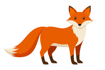 Obraz premium beautiful fox