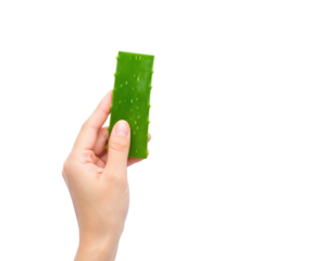Hand Holding Fresh Green Aloe Vera Leaf With Serrated Edges And White Speckles isolated on transparent background. PNG die-cut for advertising