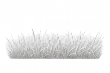 Realistic white grass blades growing on a transparent background, ideal for nature-themed designs and compositions