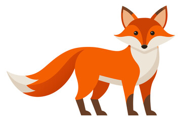 Obraz premium beautiful fox