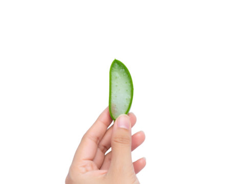 Hand holding a fresh slice of green aloe vera plant with translucent gel inside isolated on transparent background. PNG die-cut for advertising - Powered by Adobe
