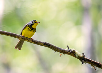 Canada Warbler on Branch