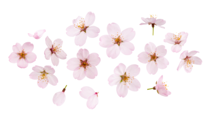 Sakura flower levitating, isolated on tranparent background