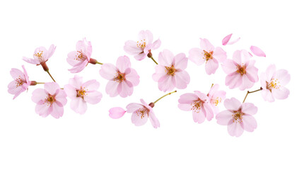 Naklejka premium Sakura Flower Falling, Isolated on Tranparent Background